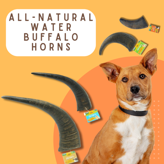 Water Buffalo Horn