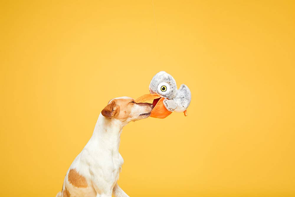 BARK Big Bill & Beak-A-Boo Fish